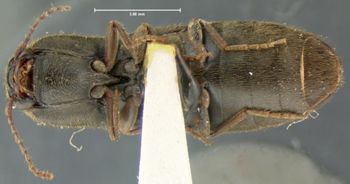 Media type: image;   Entomology 2495 Aspect: habitus ventral view